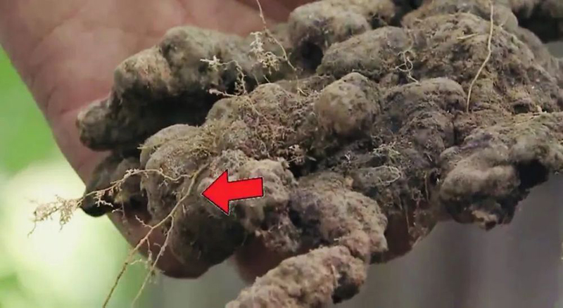 农村小伙投资种植中药材,农村种植致富项目中药材