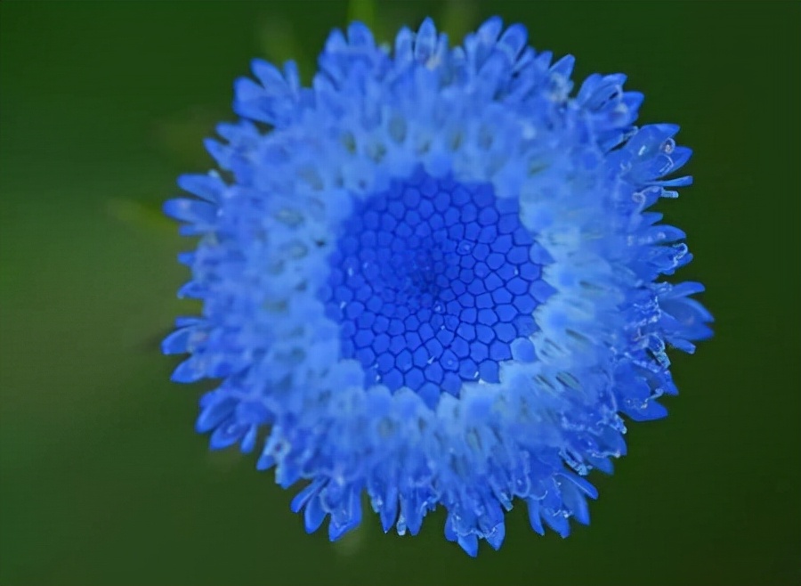 十种蓝色花,常见的六种蓝色花