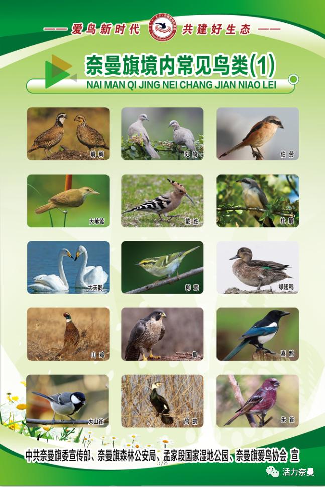 爱鸟周爱鸟护鸟,爱鸟周活动的目的是爱鸟护鸟吗