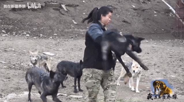 这位“女汉子”在*疆新**，把狼养成了哈士奇，就是经常揍狼的那个