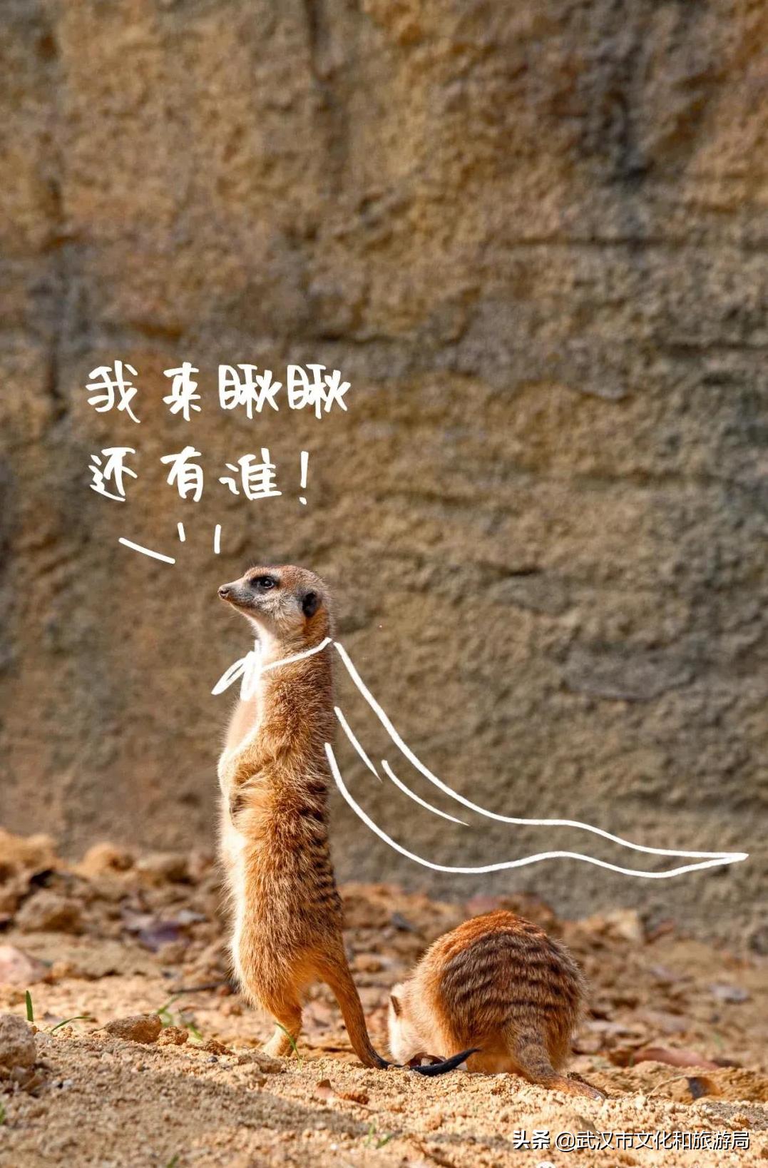 武汉野生动物王国营业时间,武汉野生动物王国有哪些园区