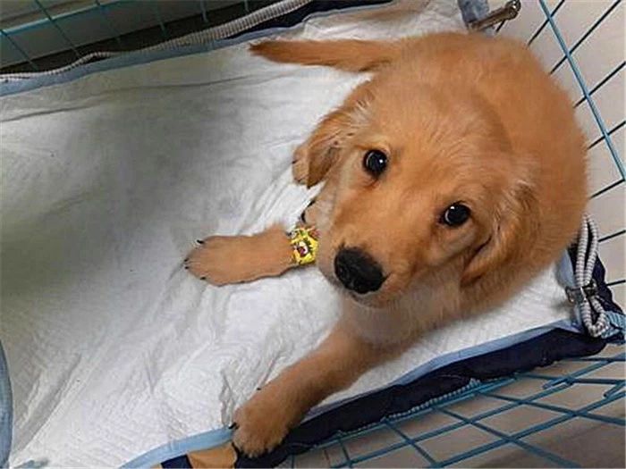 幼犬感染犬细小后并不会变得“又细又小”，其实犬瘟热才是