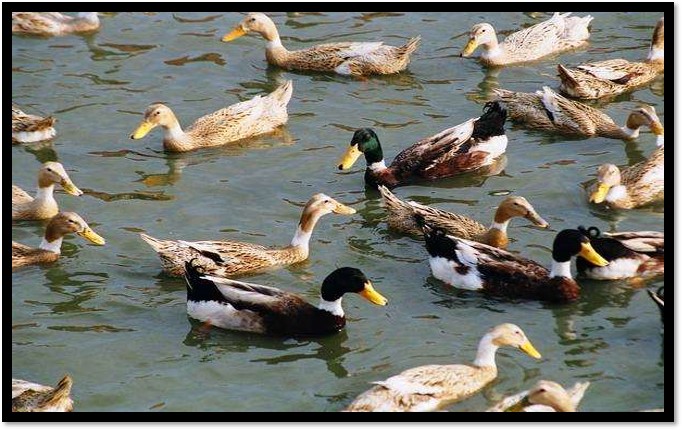 鸭肉比鸡肉嫩,鸭肉比鸡肉红怎么回事