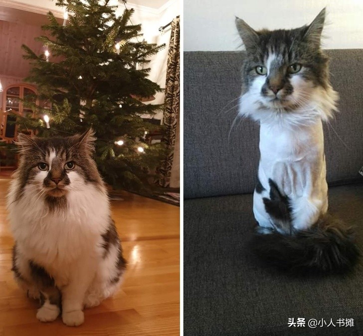 17张能让你发笑的动物照片,拒绝摆拍2019年最搞笑的动物照片