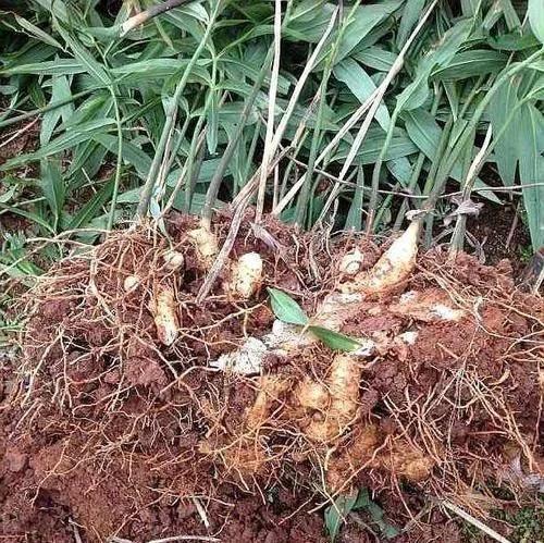 类似黄姜药材的植物,跟黄姜长得一模一样的植物