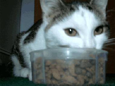 怎样让猫咪优雅的吃猫条,怎么才能让猫咪合理膳食