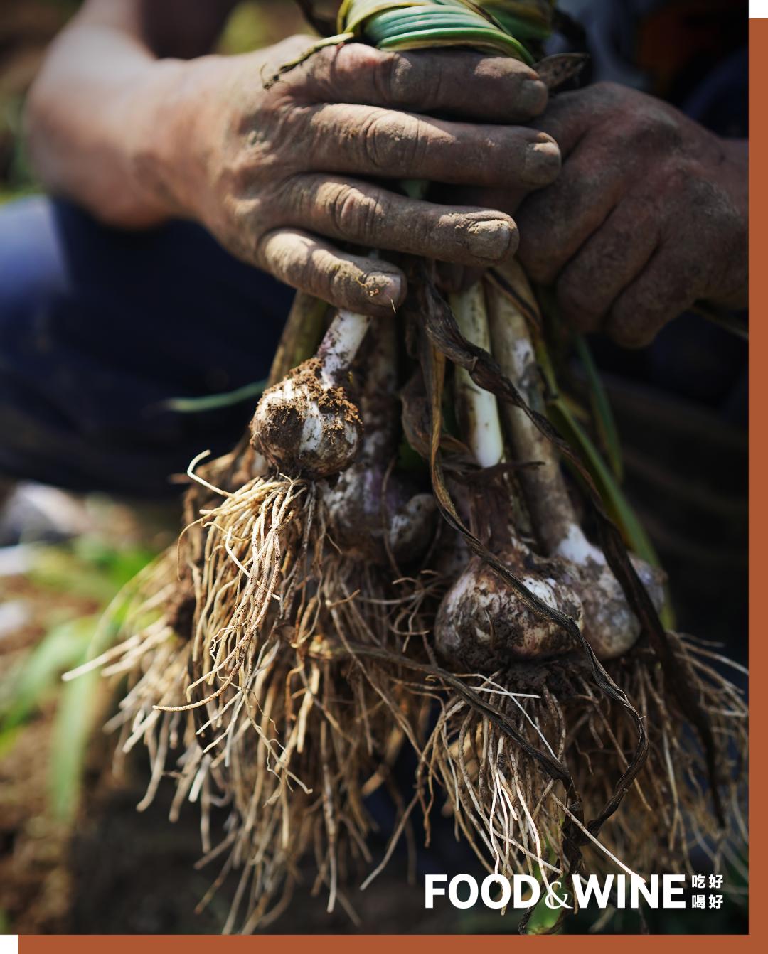 有机蔬菜需要了解哪一些,有机蔬菜基础知识