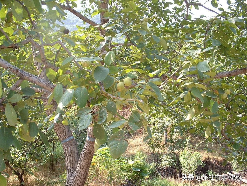 五台山风景名胜区的5点旅游攻略,五台山是避暑胜地有清凉山之称