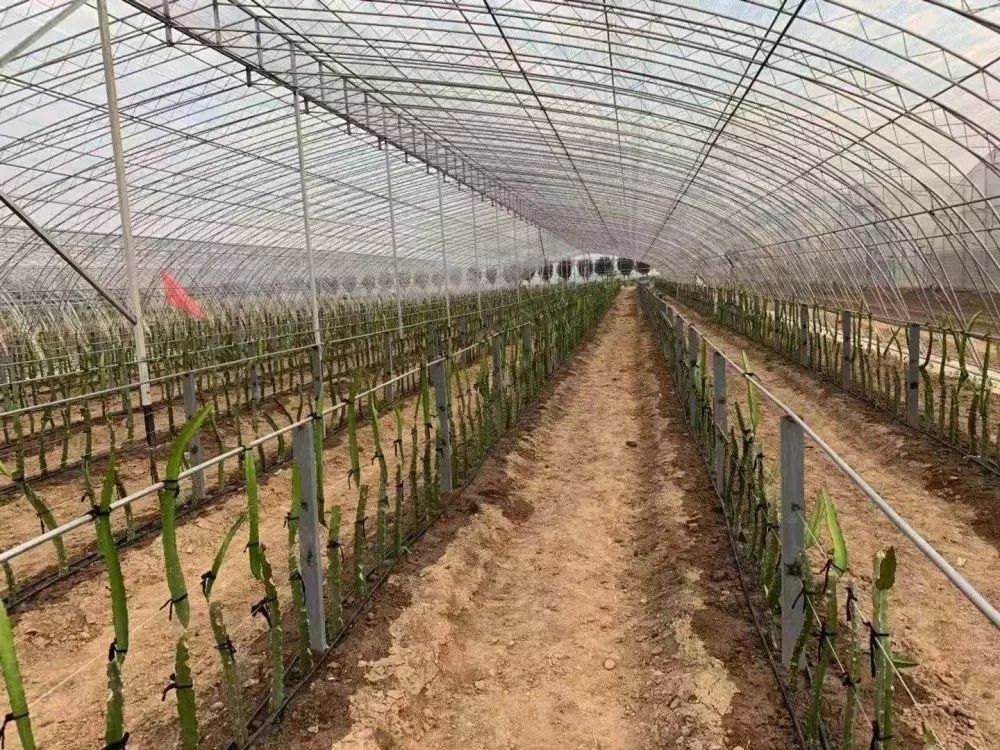 她敢做吃螃蟹第一人，在北方种植火龙果，年收入过百万