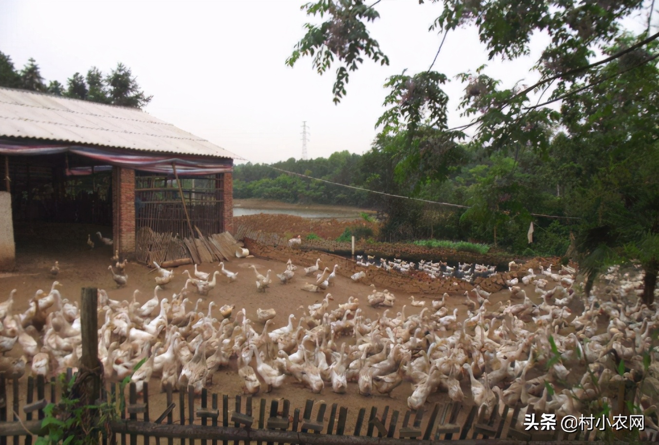 农民创业养什么好赚钱,在农村养殖种植创业好项目有哪些