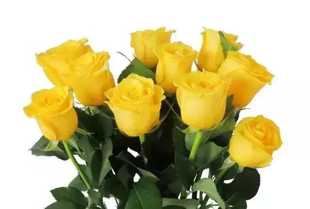 100种玫瑰品种图鉴大全,100种玫瑰品种图解