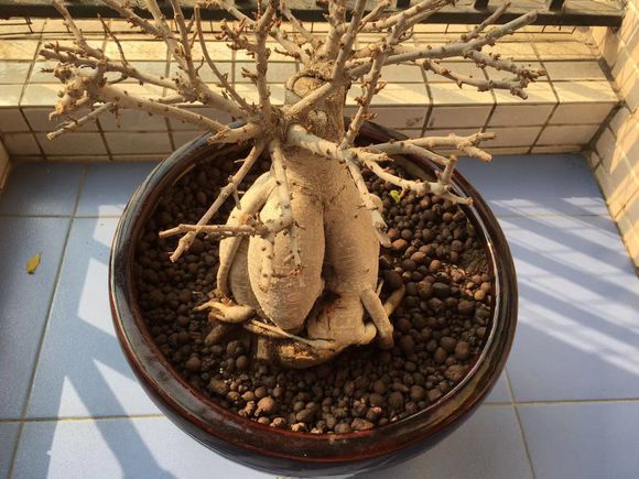 人参榕树嫁接方法图片,人参榕树老根盆景养殖方法