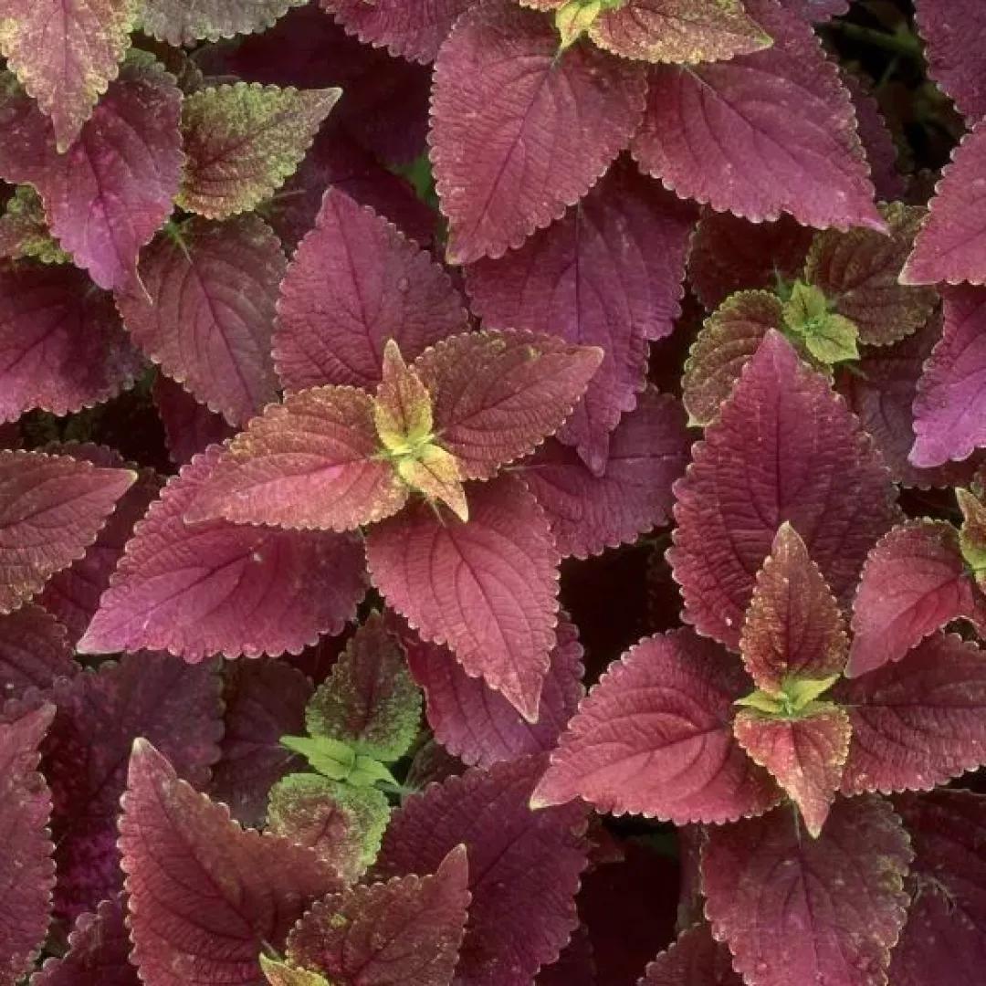 中医讲解紫苏,紫苏中药的功效