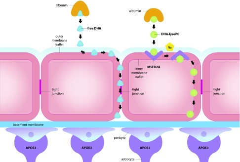 dha真的对孩子大脑有帮助吗,dha真的对孩子大脑记忆有帮助吗