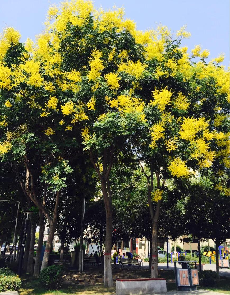 王天中真中（报告文学）