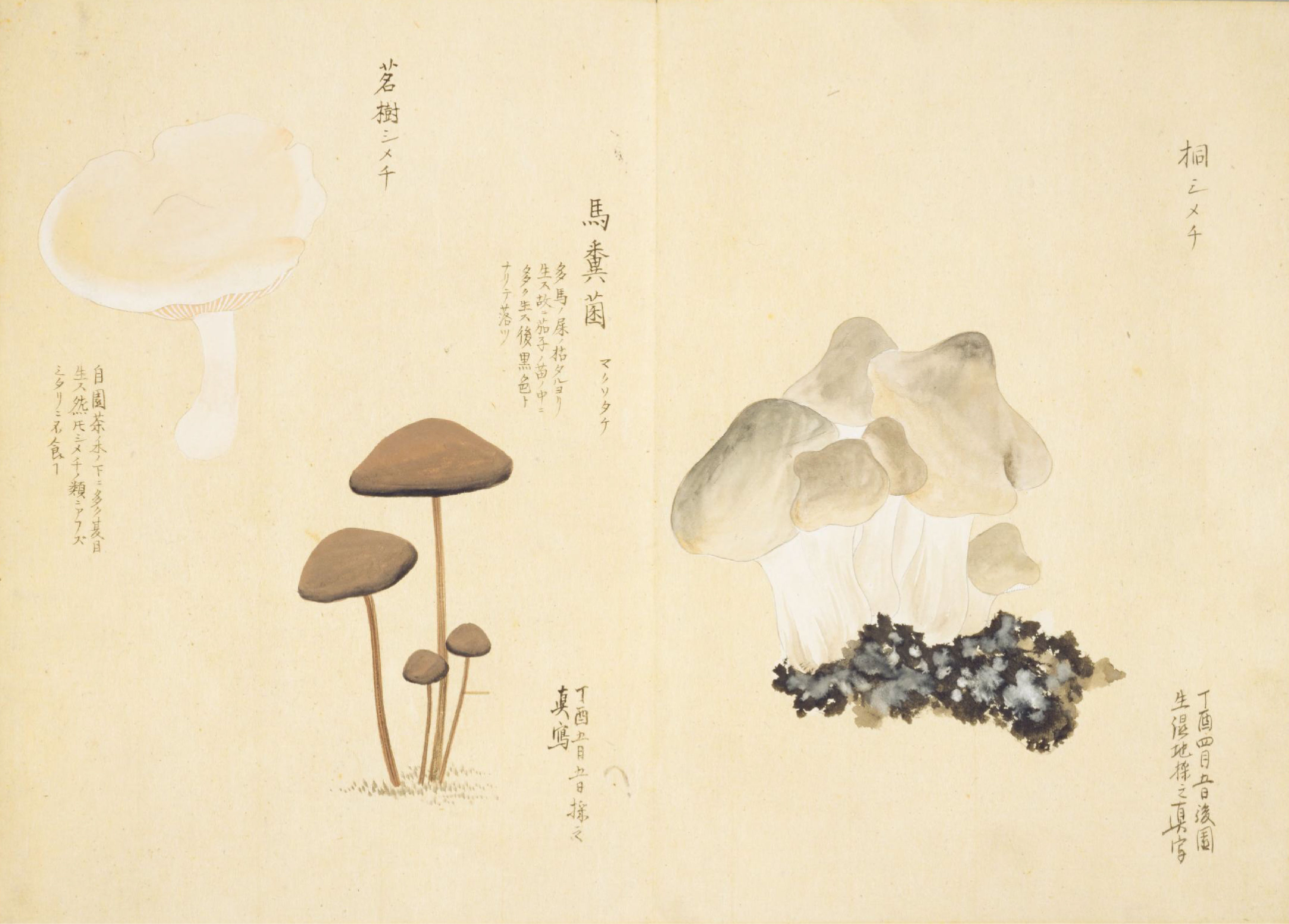 各种多彩菌图片大全,意式野菌图片大全