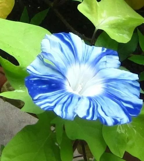 牵牛花到处游,牵牛花随便种