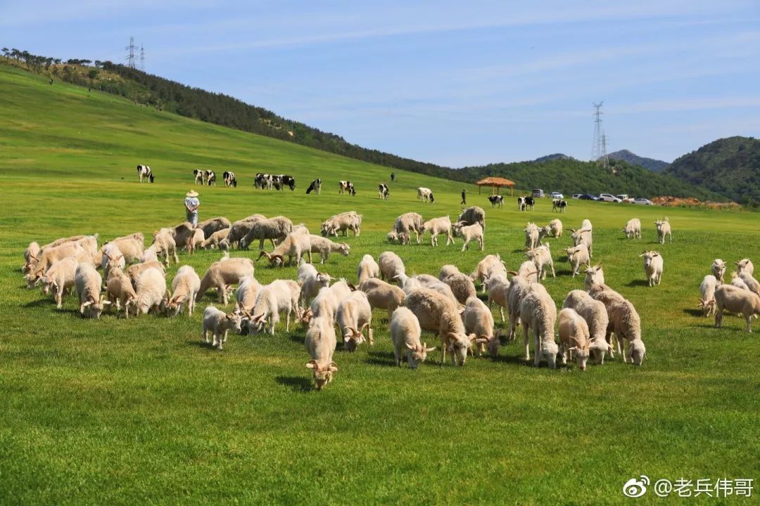 大连森林花海,大连花海旅游攻略