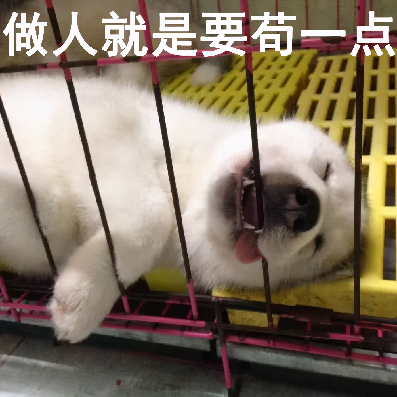 “你太苟了”表情包：做人就是要苟且偷生啦