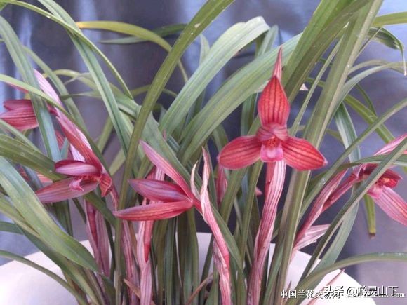 贵州有什么兰花品种啊,贵州兰花品种惠风荷