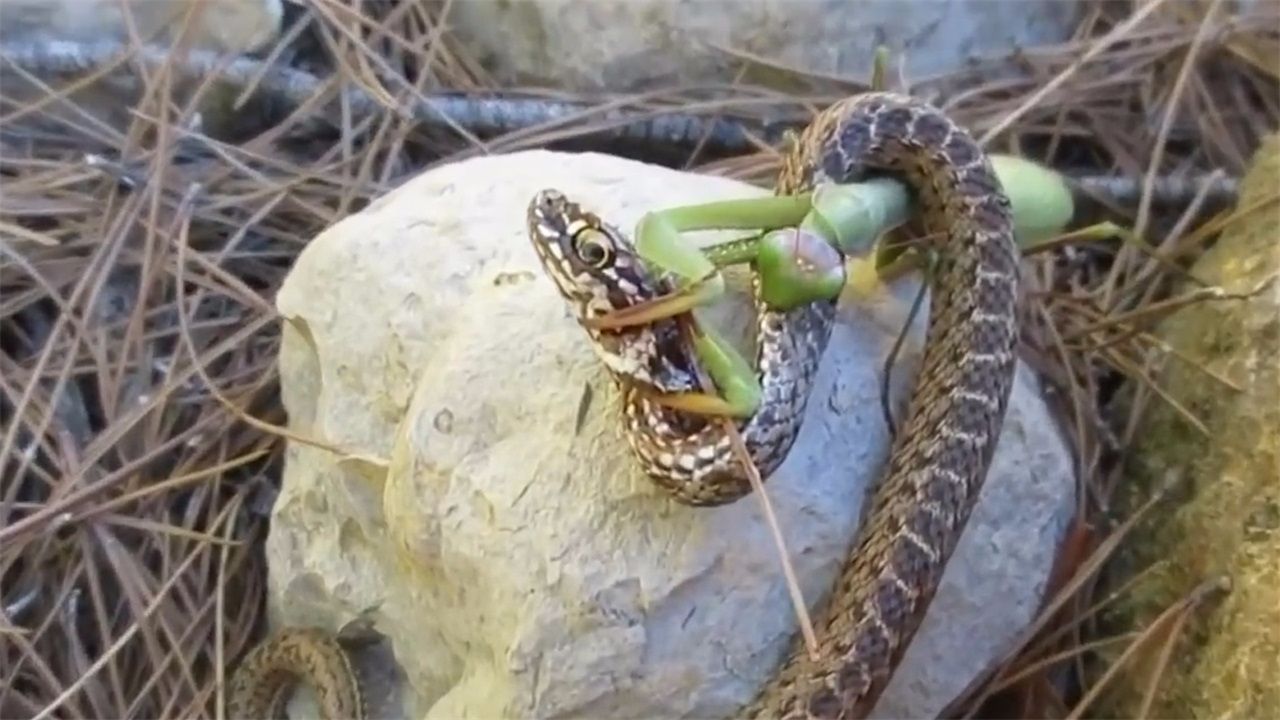 螳螂功有多厉害,中国最厉害的螳螂是