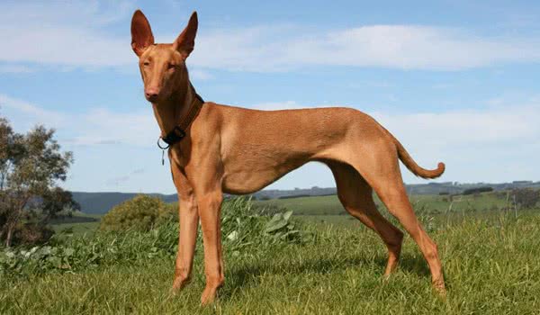 狗狗品种大全及介绍了解一下,狗狗品种怎么挑选最好看