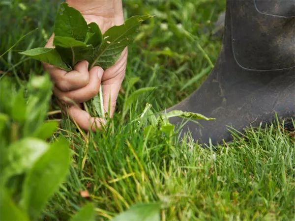乡村庭院花园,乡村庭院花园设计实景图