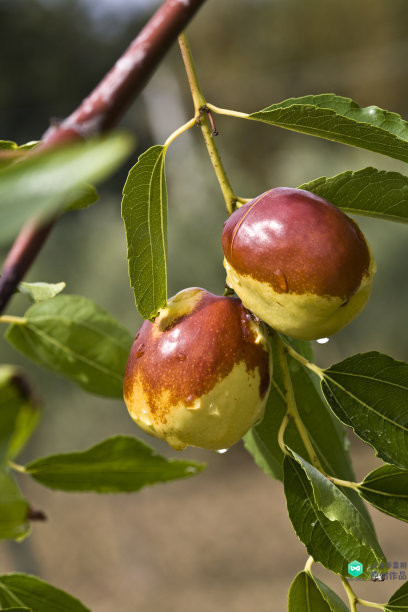 院子适合种的花和设计,庭院设计植物大全