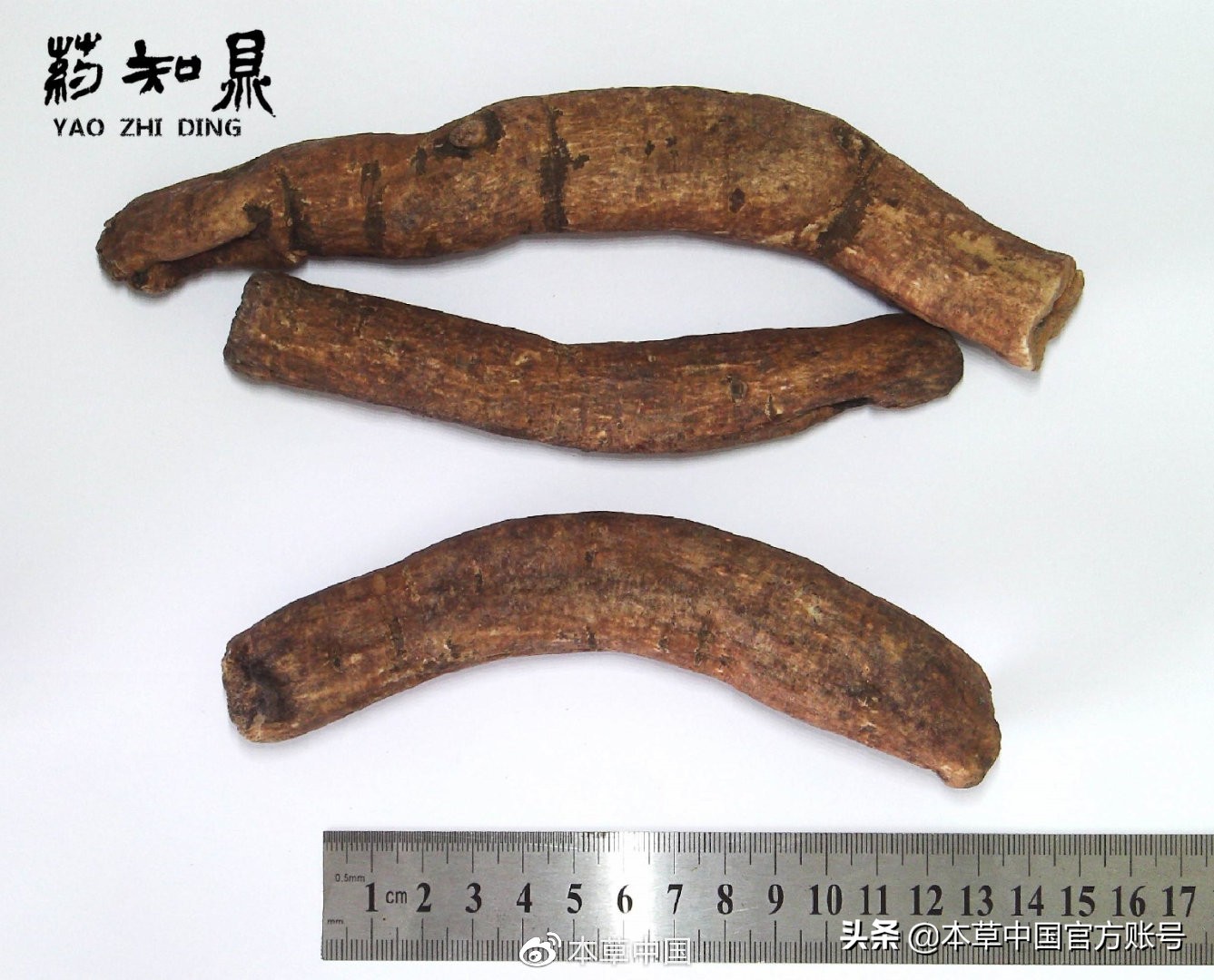 【本草百科·药知鼎——白芍】朵腴花硕，不止于美丽的外表