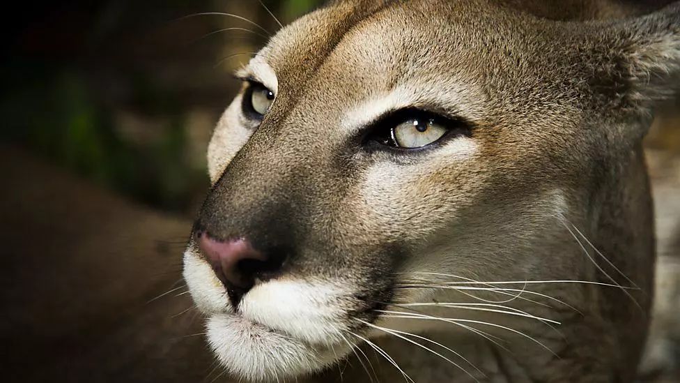 无比震撼的十部动物纪录片,15部81集顶级的自然动物纪录片