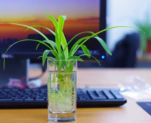 水培金边吊兰怎么养,水培金鱼吊兰的方法