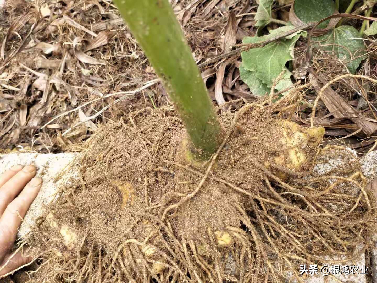 黄精种植基地图片,江西黄精种植基地