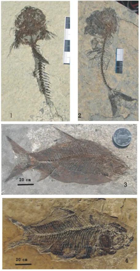 人类的祖先到底是猩猩还是猴子,人类的祖先到底是猴子还是猩猩