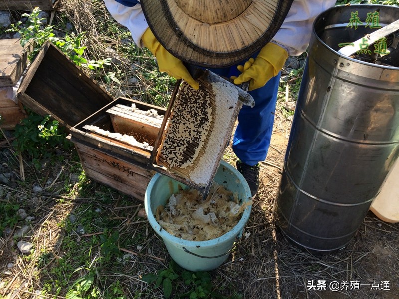 蜜蜂养殖注意事项和细节,蜜蜂养殖技术交流和管理方法