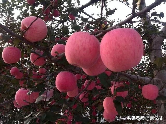 苹果采摘期长什么样子,苹果从种植到采摘