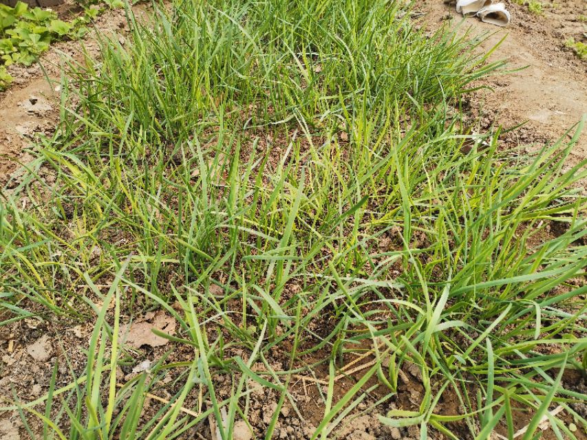 当韭菜邂逅黄豆芽，就变成了“黄鸟钻翠林”，居然是一道家常菜