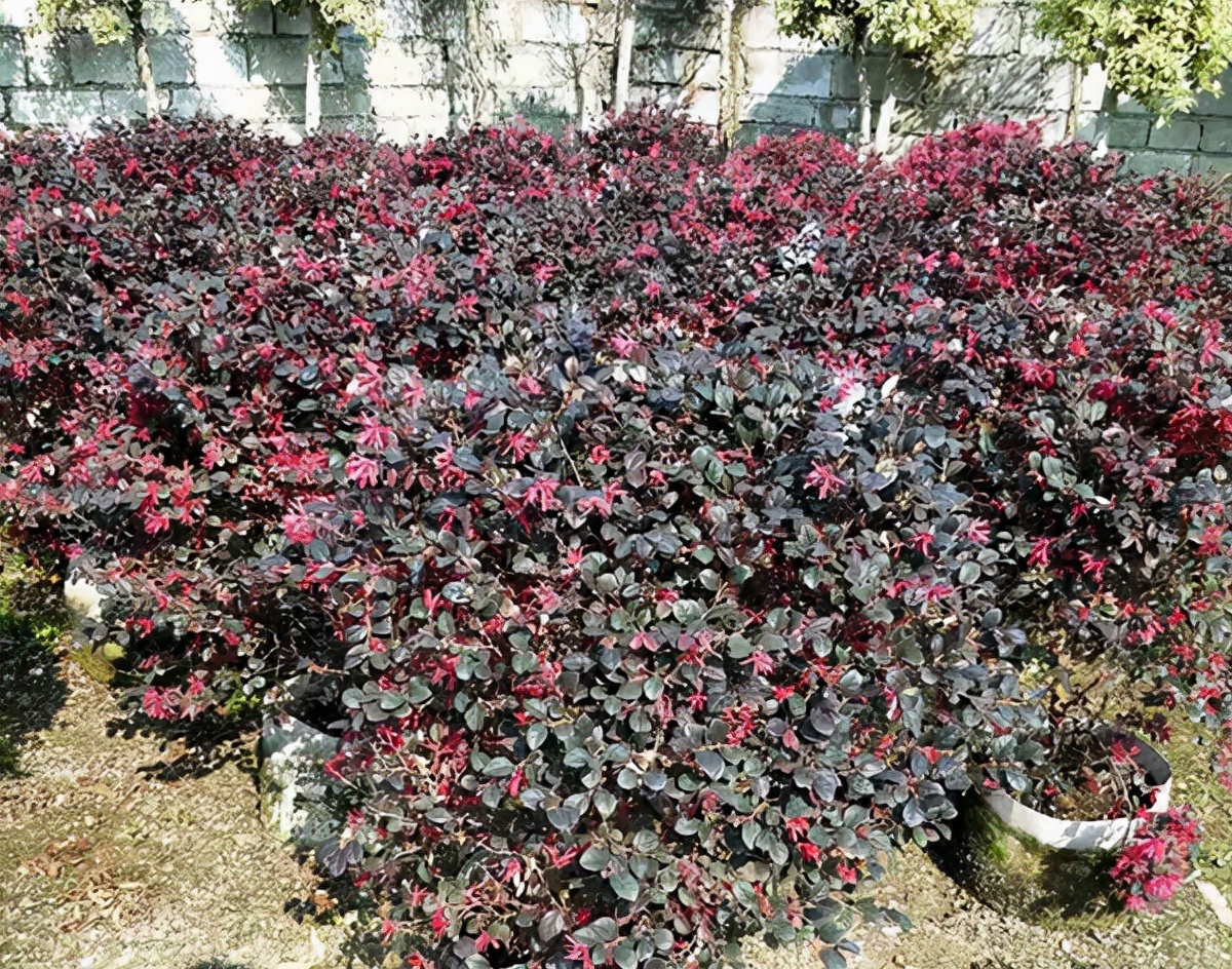 2022年苗木行情会转好吗,2022年苗木行情好不好