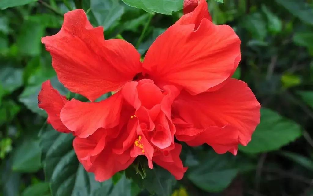 世界各国国花有哪些,各国的市花和国花有什么