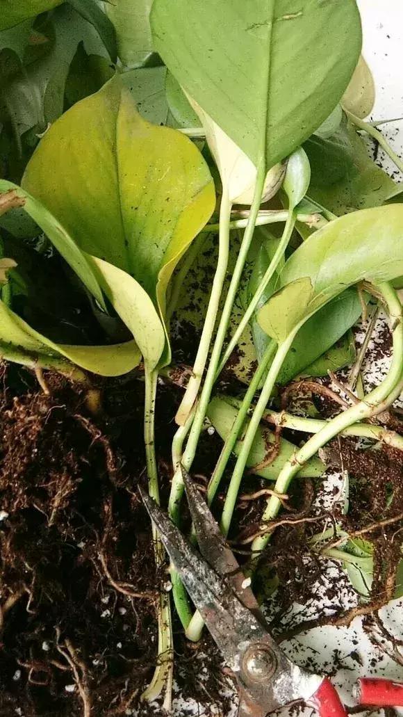 倒垃圾时捡一盆绿萝,被丢弃的一盆绿萝