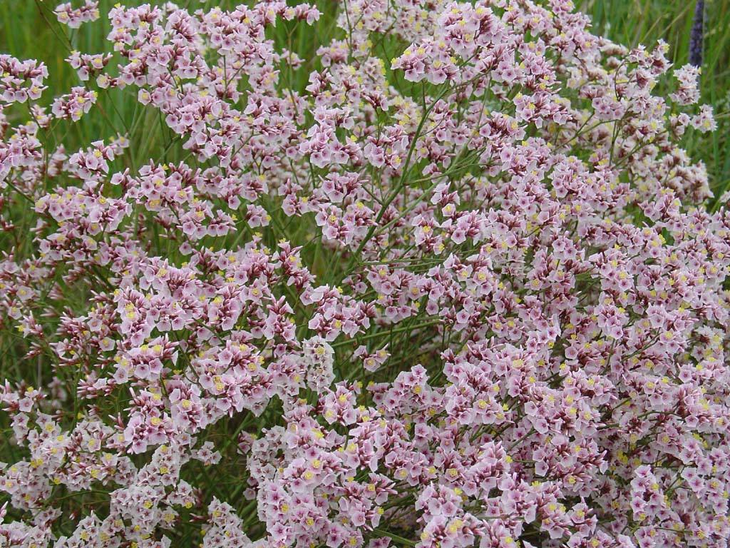 花艺插花常见花名有哪些,鲜花插花的技巧有哪些