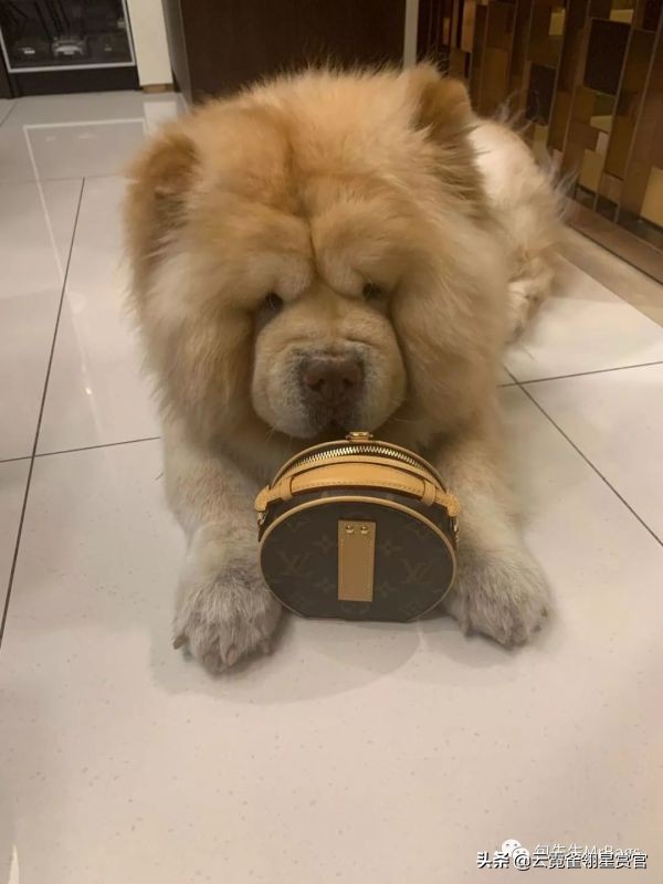 好看又大的宠物包,超好看的宠物包