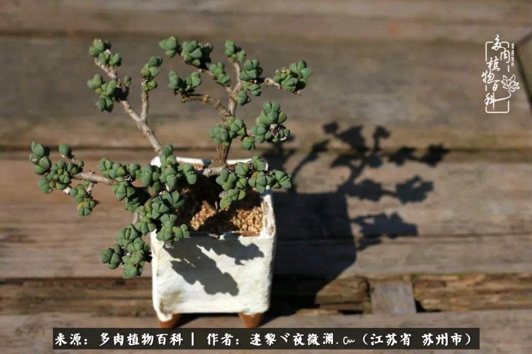 围观多肉版武林大会，一起穿越吧,下