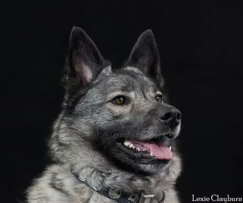挪威猎麋犬是名犬吗,挪威猎麋犬的图片