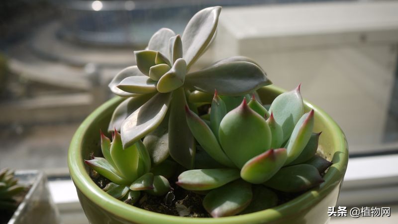 多肉怎么才能不生介壳虫,多肉反复长介壳虫