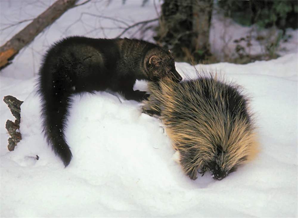十大排名最强的食肉动物,十大食肉动物实力排名