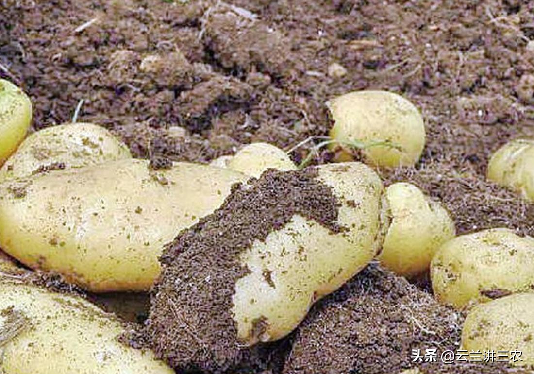 马铃薯栽培标准是什么样的,适宜南方种植的马铃薯品种有哪些