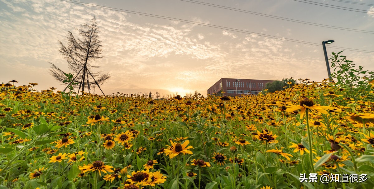 大连的一流大学,大连哪几所高校最好