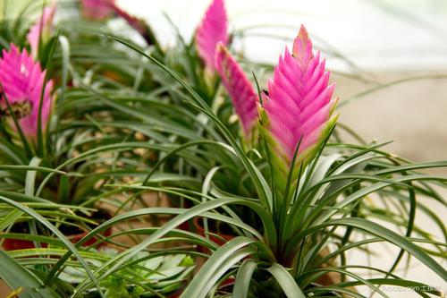 像孔雀尾巴一样的鸟,像孔雀花一样的植物