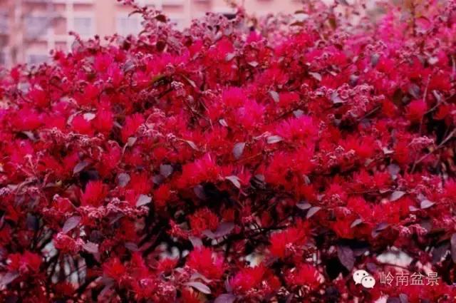 檵木小老桩盆景,檵木盆景图片大全