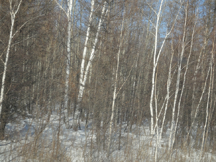 俄罗斯的白桦茸怎么样,白桦茸在俄罗斯叫什么
